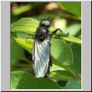 Bibio marci - Maerzfliege m02.jpg